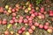 Apple orchard. Rows of trees and the fruit of the ground under t