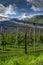 Apple orchard in springtime covered with protective black netting