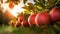 Apple orchard at sunrise