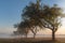 Apple orchard at sunrise in the mist