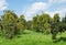 Apple orchard trees green wild fruit pear