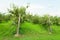 Apple orchard view with fruity trees outside