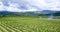 Apple orchards ,aerial view, prespa ,macedonia