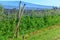 Apple orchards with Protection net against hail