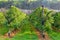 Apple orchards with Protection net against hail