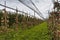 Apple orchards with red, ripe apples, protected by hail nets, Hagnau am Bodensee, Lake Constance district, Baden-Wuerttemberg,