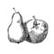 Apple pear black graphic drawing
