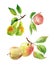 Apple, pear and peach branches with leaves and fruits in watercolor