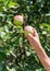 Apple picking. Female hand gathering apple from a tree