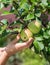 Apple picking. Female hand gathering apple from a tree