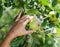 Apple picking. Female hand gathering apple from a tree