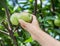 Apple picking. Female hand gathering apple from a tree