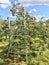 Apple picking ladder in an orchard