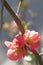 Apple pink blossom is illuminated by the sun\\\'s rays