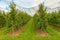 Apple plantation Farm with green trees and ripe fruits covered with net against birds and other animals