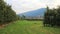 Apple Plantation With Village In Italian Alps Valleys