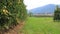 Apple Plantation With Village In Italian Alps Valleys