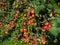 Apple plantations in Alsace. Growing fruit. Sun, autumn