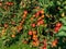 Apple plantations in Alsace. Growing fruit. Sun, autumn