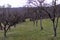 Apple and plums tree in orchard on early spring day