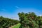 Apple Red Delicious trees with ripe fruits in garden in Spain in sunny day