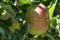 An apple is ripening in the sun