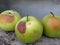 Apple rot and other fruit rot fungi. Spoiled orchard apple fruit harvest. Rotten apples.