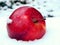 Apple on snow