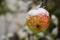 Apple with a snow hood on the tree in the winter orchard, blurred background with copy space