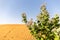 Apple of Sodom Calotropis procera plant with purple flowers blooming and desert sand dunes, UAE