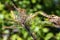 Apple spider moth on apple leaves in summer