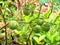 Apple Thorn, Hindu Datura or Angle thumpet, Medicinal Plants, Us