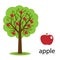 Apple tree