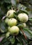 Apple tree apple-fruit crop of apples.