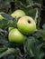 Apple tree apple-fruit crop of apples,