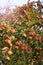 Apple tree. An apple tree strewn with red apples. Harvesting
