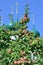 Apple tree with apples and beautiful domes of orthodox church behind it.