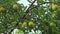 Apple tree with apples in the garden, bottom view.