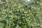 Apple tree and apples ready for harvest