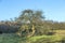 Apple tree in autumn under blue sky