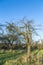 Apple tree in autumn under blue sky