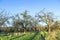 Apple tree in autumn under blue sky