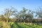 Apple tree in autumn under blue sky