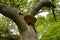 an apple tree with a big yellow tinder fungus on a fine September day