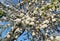 An apple tree in bloom with branches richly covered with tender small white and pink apple blossom flowers against blue sky