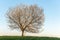 Apple tree in bloom in meadow at full moonrise at dusk