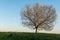 Apple tree in bloom in meadow at full moonrise at dusk