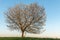 Apple tree in bloom in meadow at full moonrise at dusk