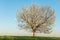 Apple tree in bloom in meadow at full moonrise at dusk