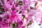 Apple tree in bloom, pink crab flowers close-up. Spring flowering apple orchard